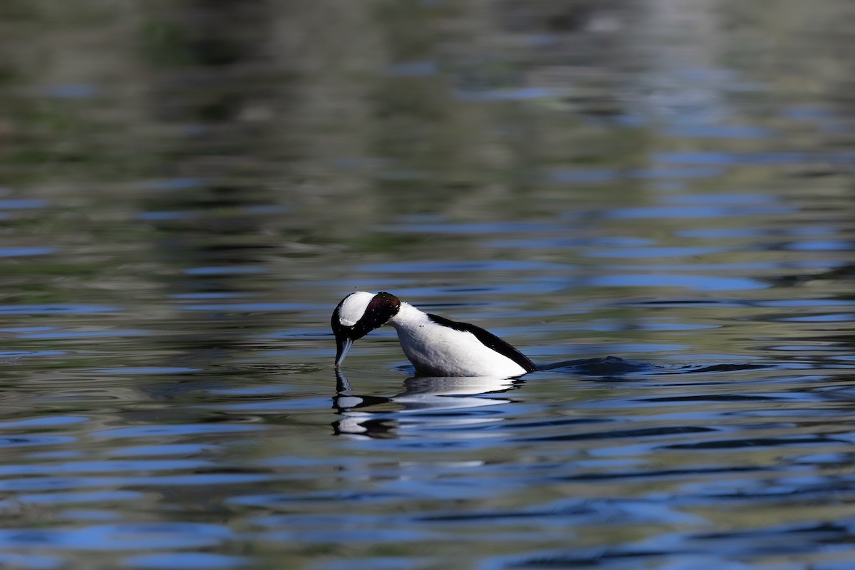 Bufflehead - ML646475459