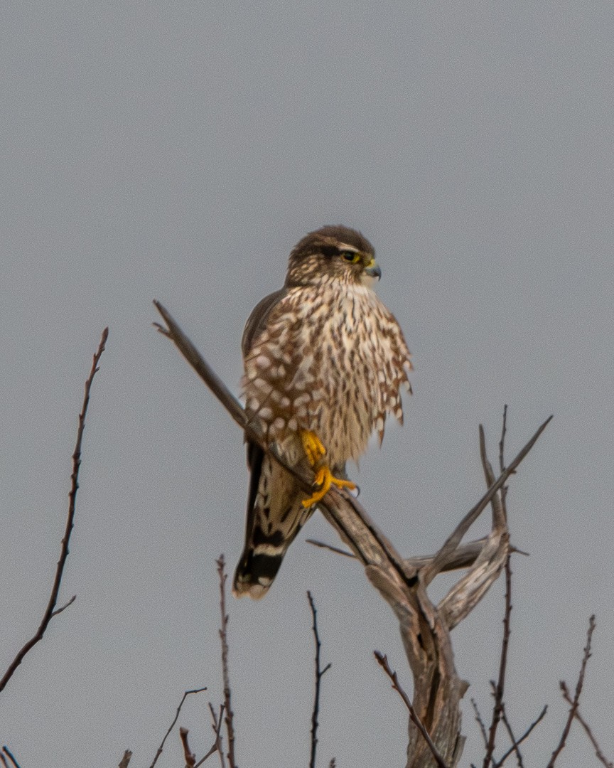 Підсоколик малий (підвид columbarius) - ML646475460