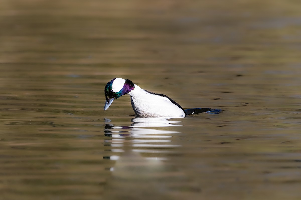 Bufflehead - ML646475464