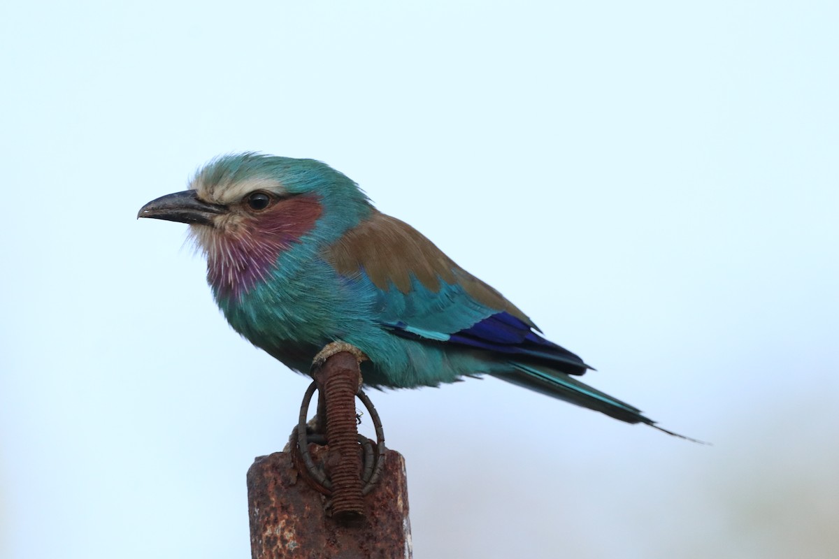 Lilac-breasted Roller - ML646475465