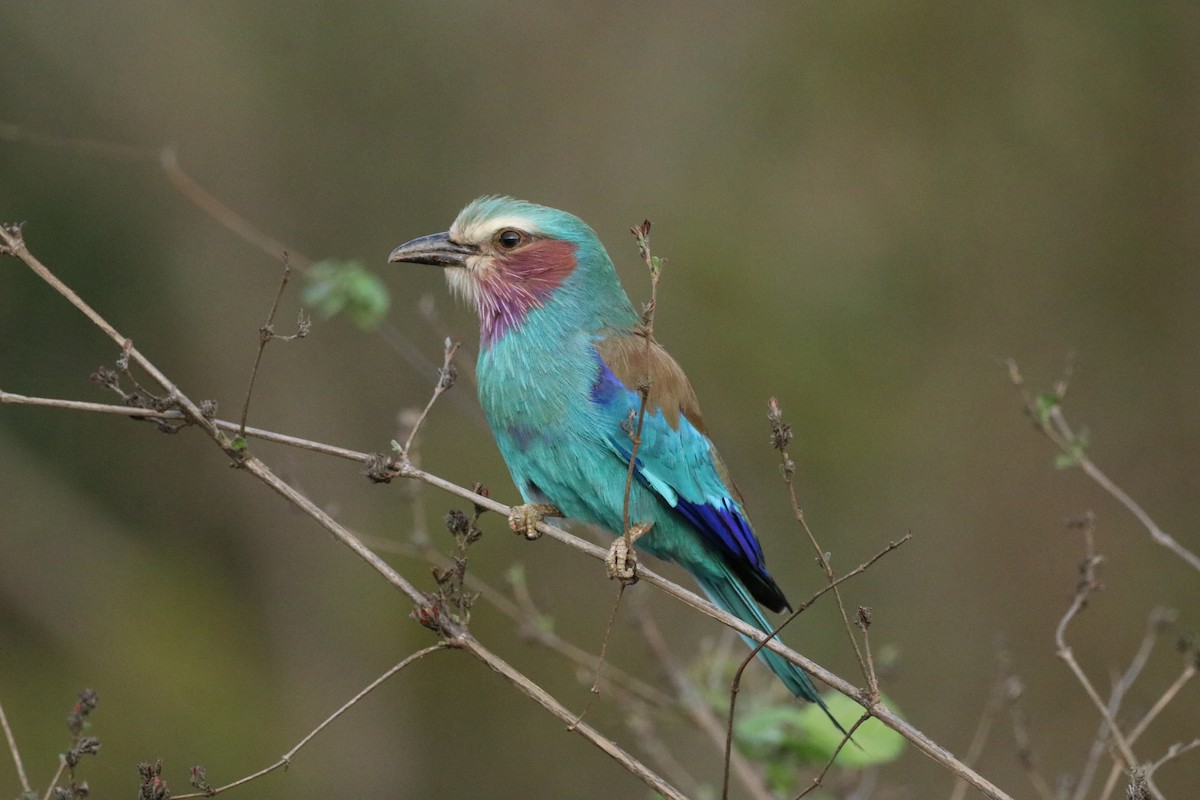 Lilac-breasted Roller - ML646475466