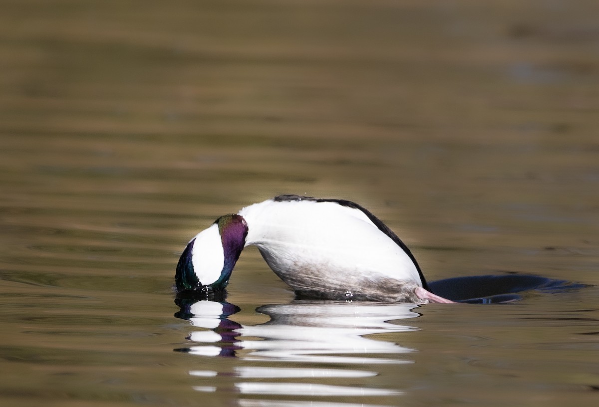Bufflehead - ML646475468