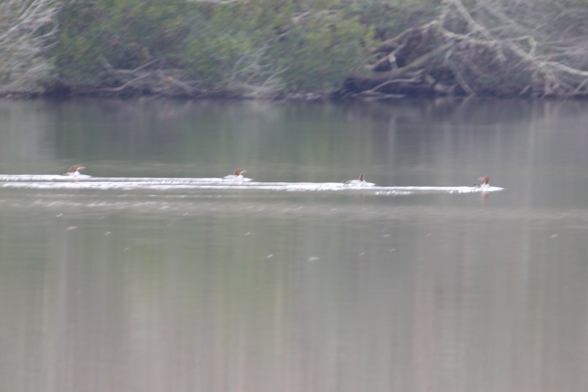 Common Merganser - ML646475471