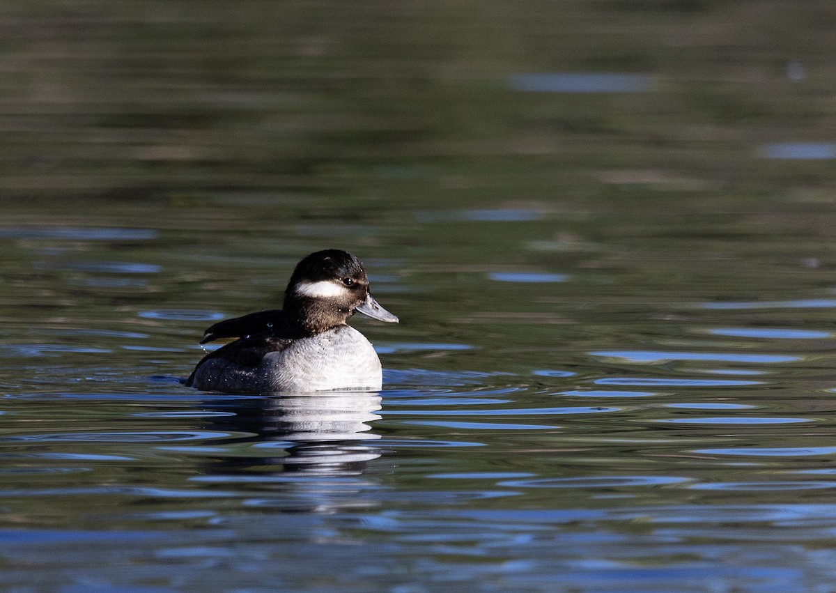 Bufflehead - ML646475472