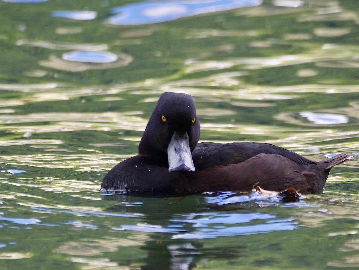 polák novozélandský - ML646475473