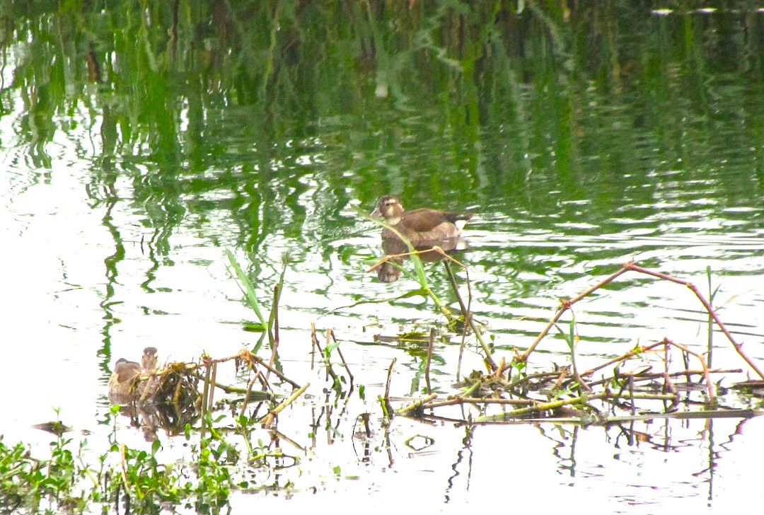 שרשיר צווארון - ML646475474