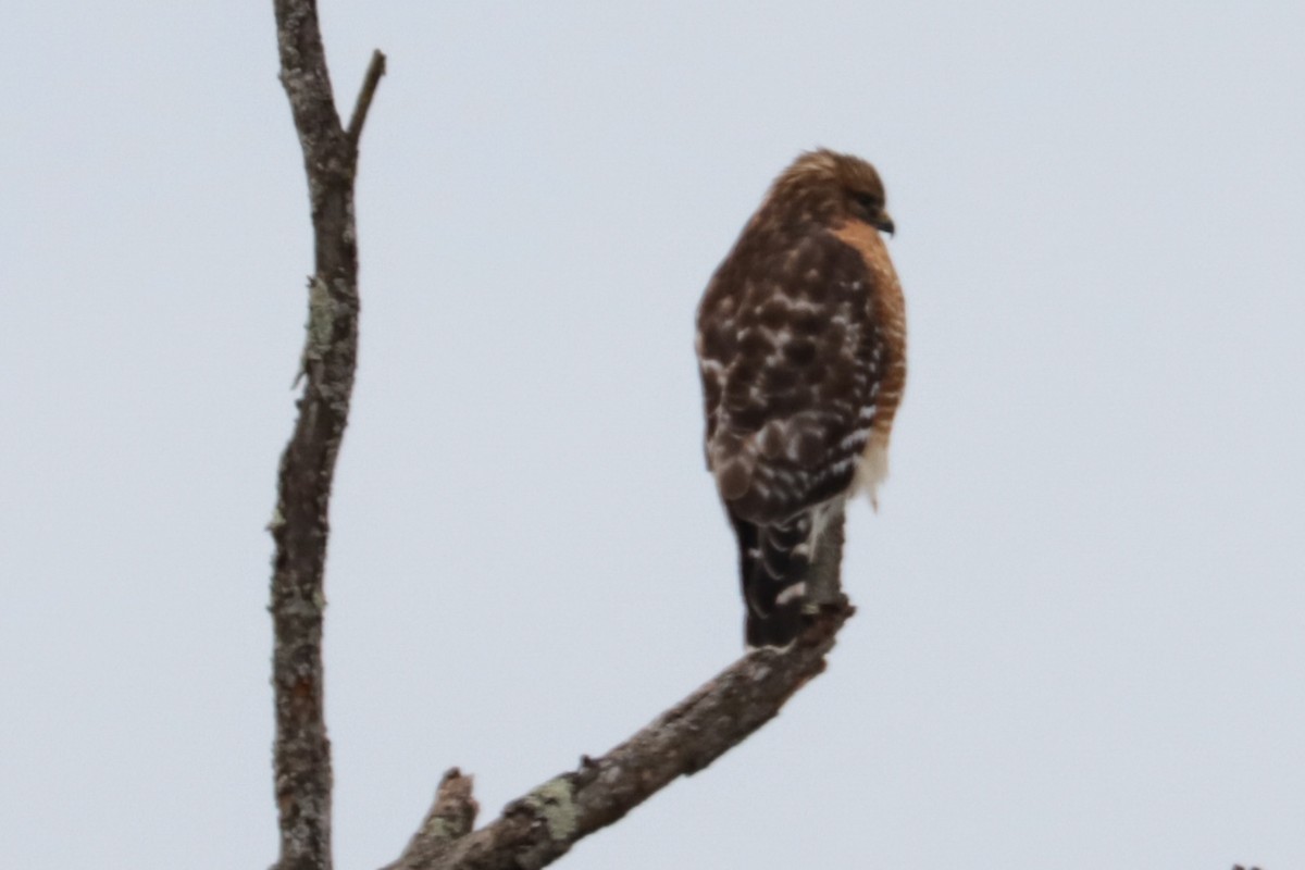 Red-shouldered Hawk - ML646475476