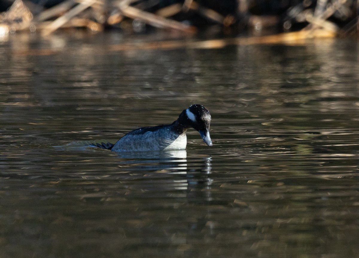 Bufflehead - ML646475477