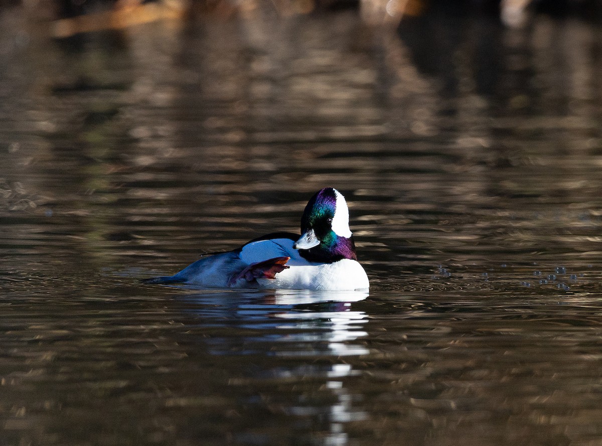 Bufflehead - ML646475478