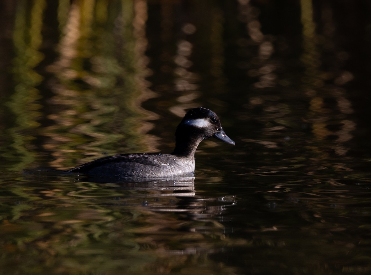 Bufflehead - ML646475480