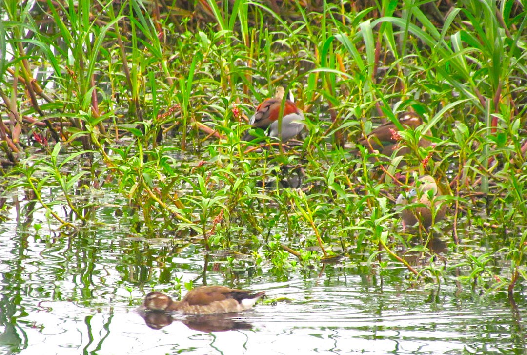 שרשיר צווארון - ML646475481