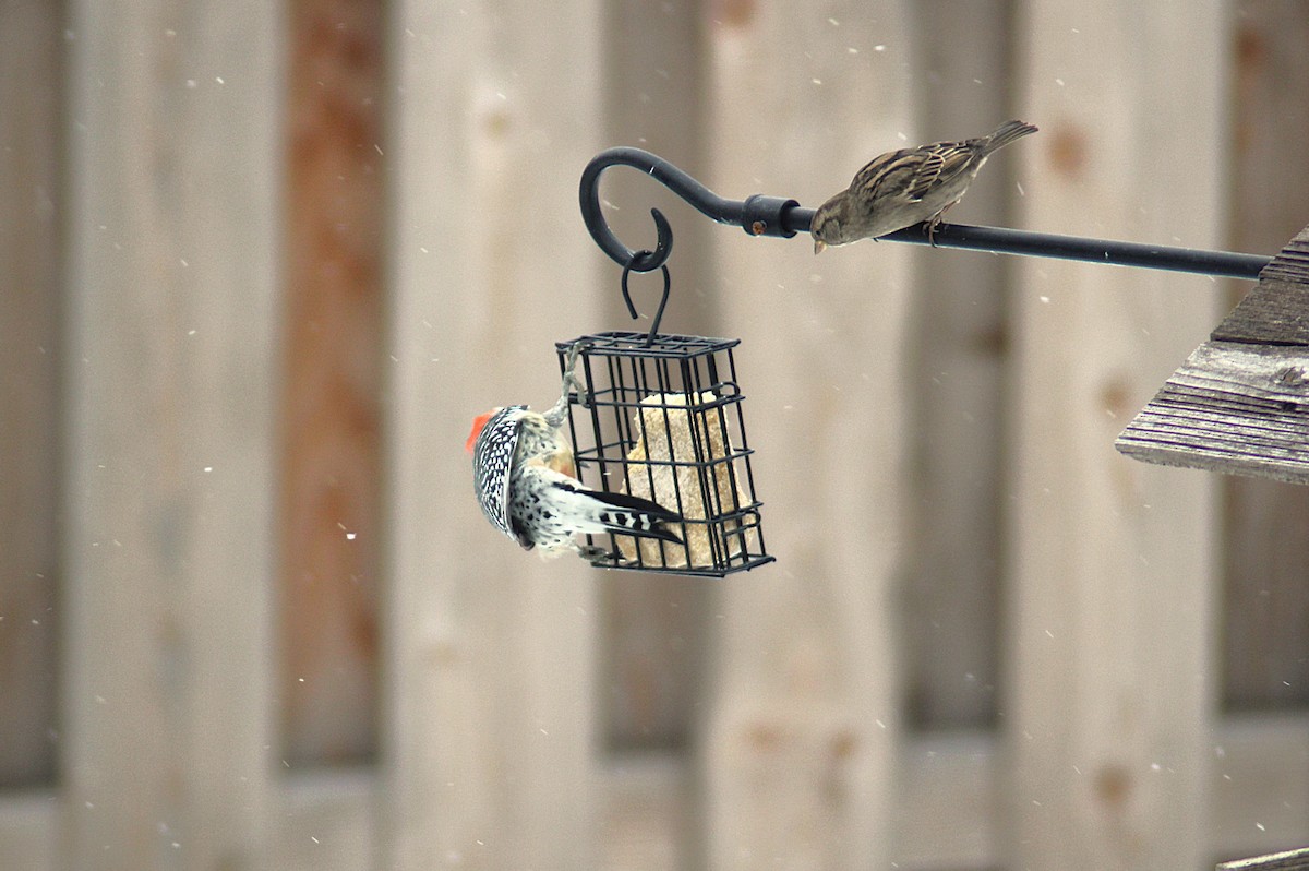 Red-bellied Woodpecker - ML646475483