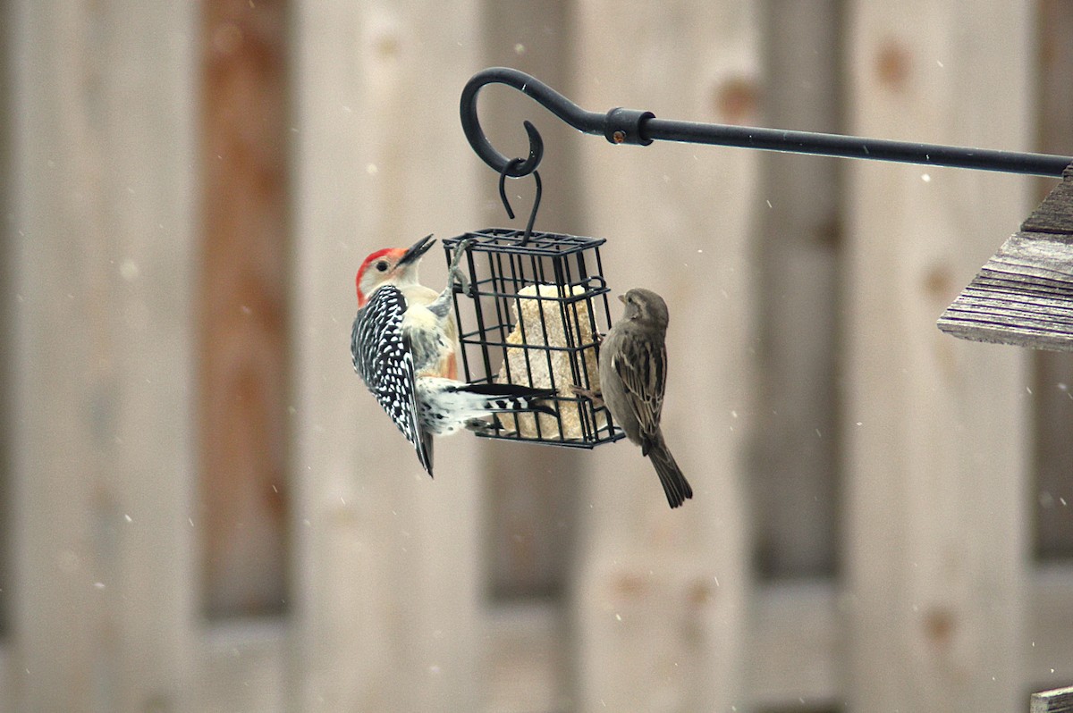 Red-bellied Woodpecker - ML646475484