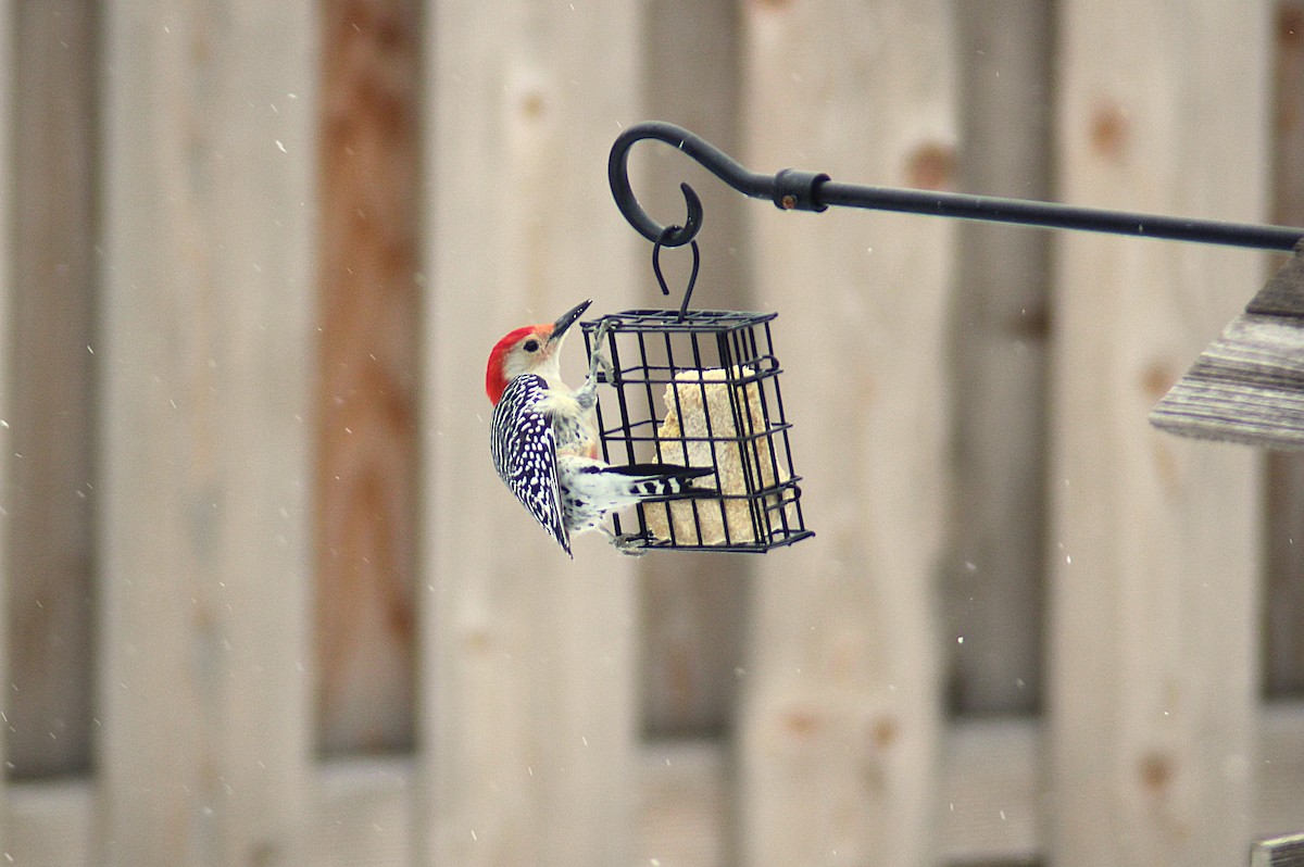 Red-bellied Woodpecker - ML646475485