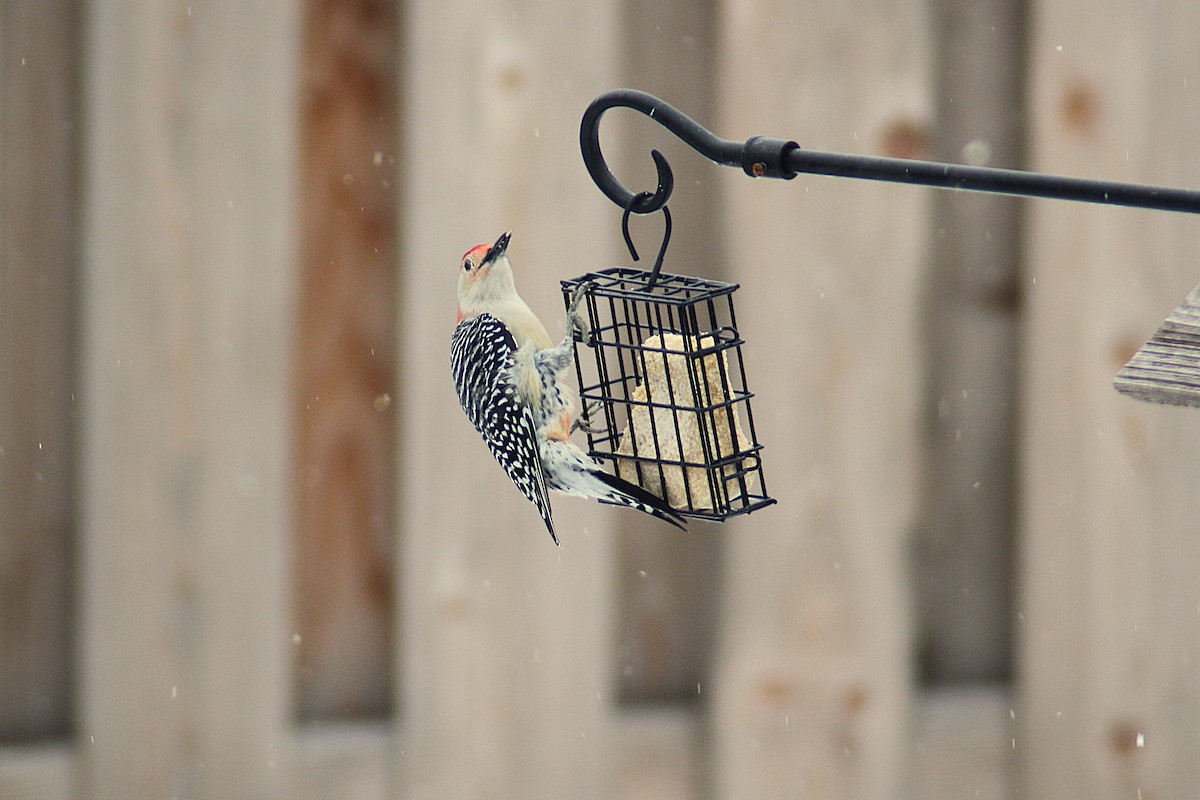 Red-bellied Woodpecker - ML646475486