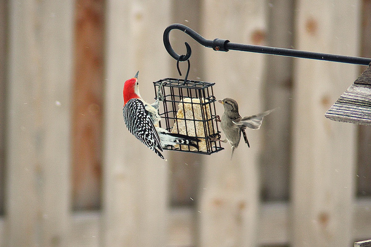 Red-bellied Woodpecker - ML646475487