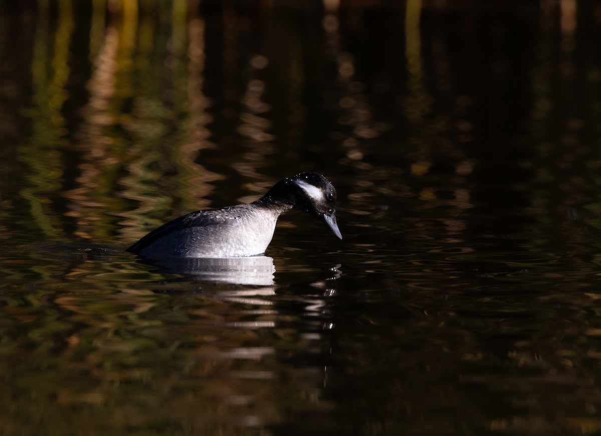 Bufflehead - ML646475492