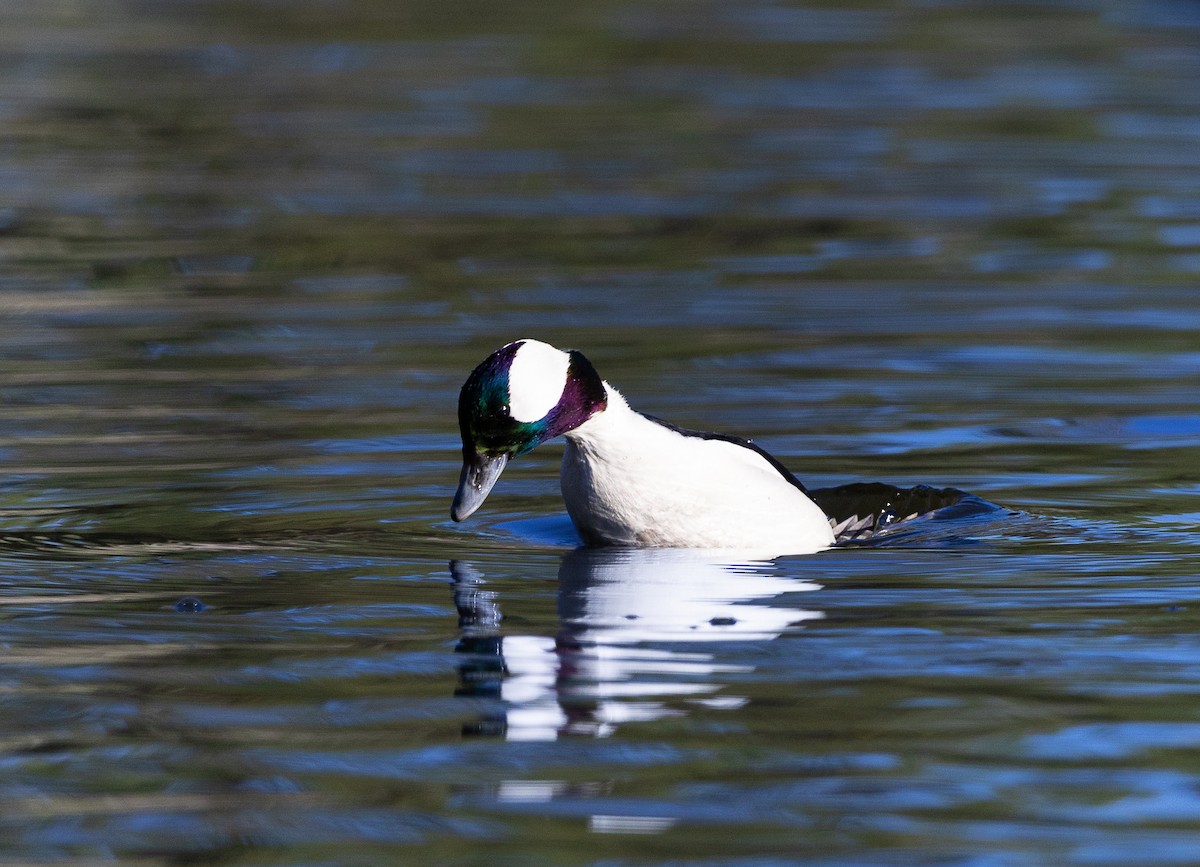 Bufflehead - ML646475493