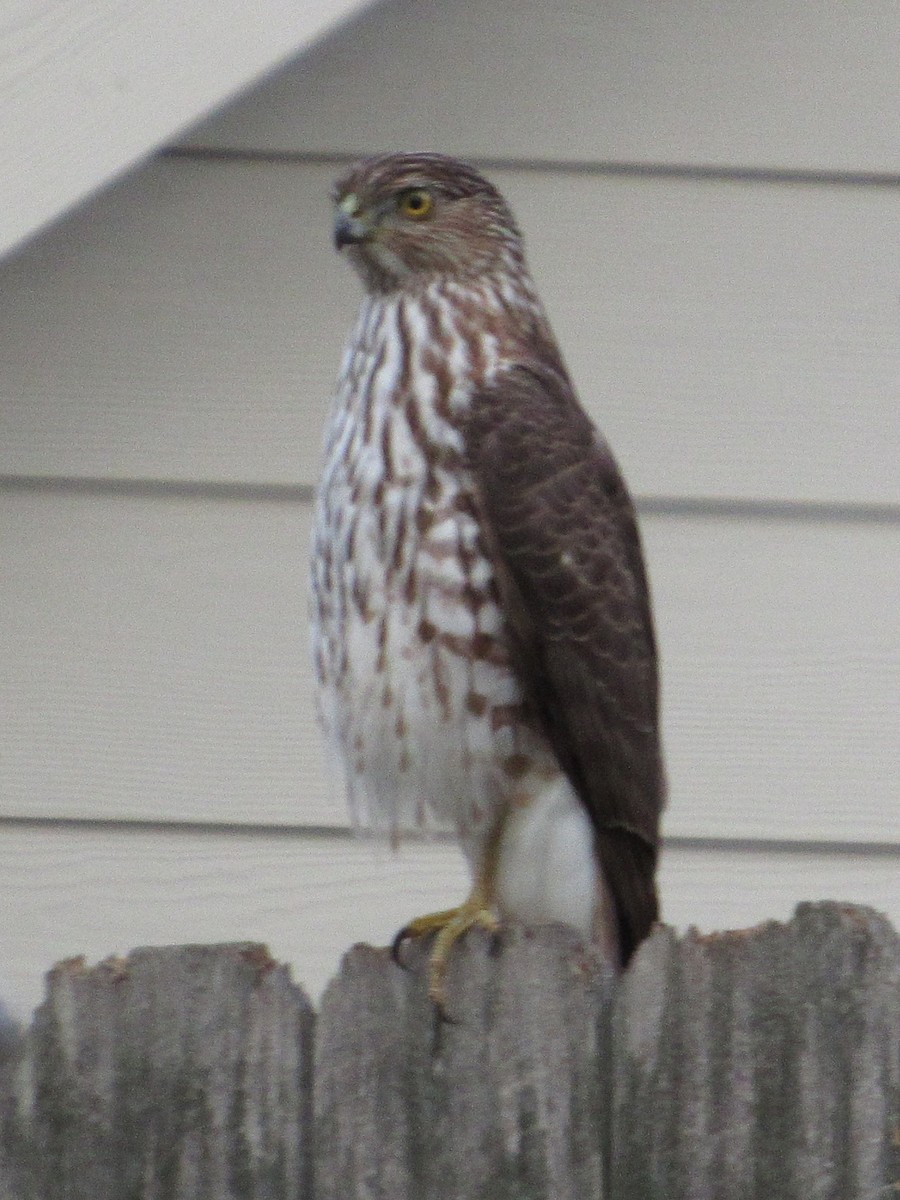 jestřáb americký - ML646475494