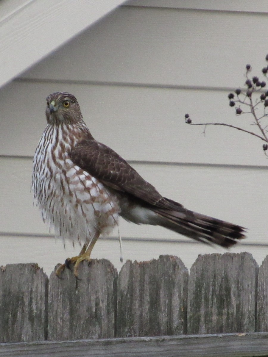 jestřáb americký - ML646475495