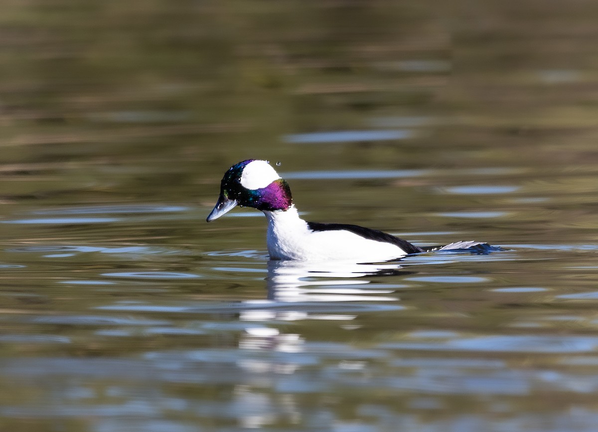 Bufflehead - ML646475497