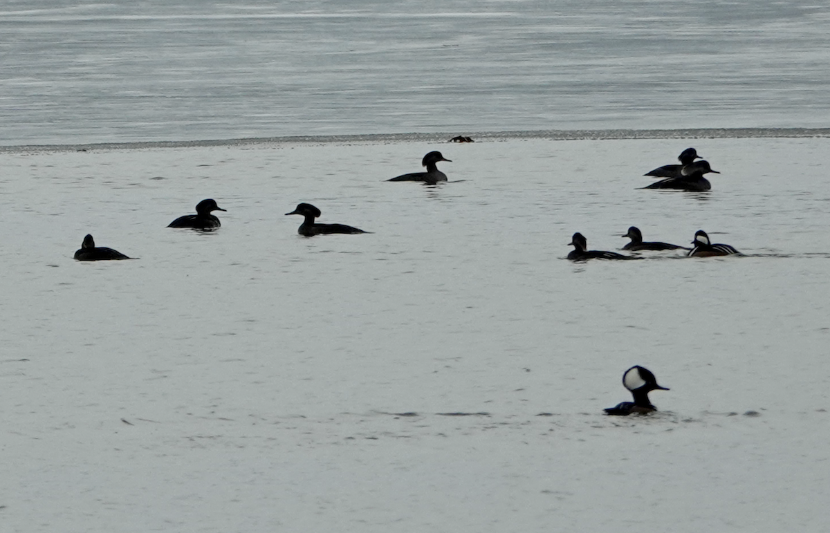 Hooded Merganser - ML646475498