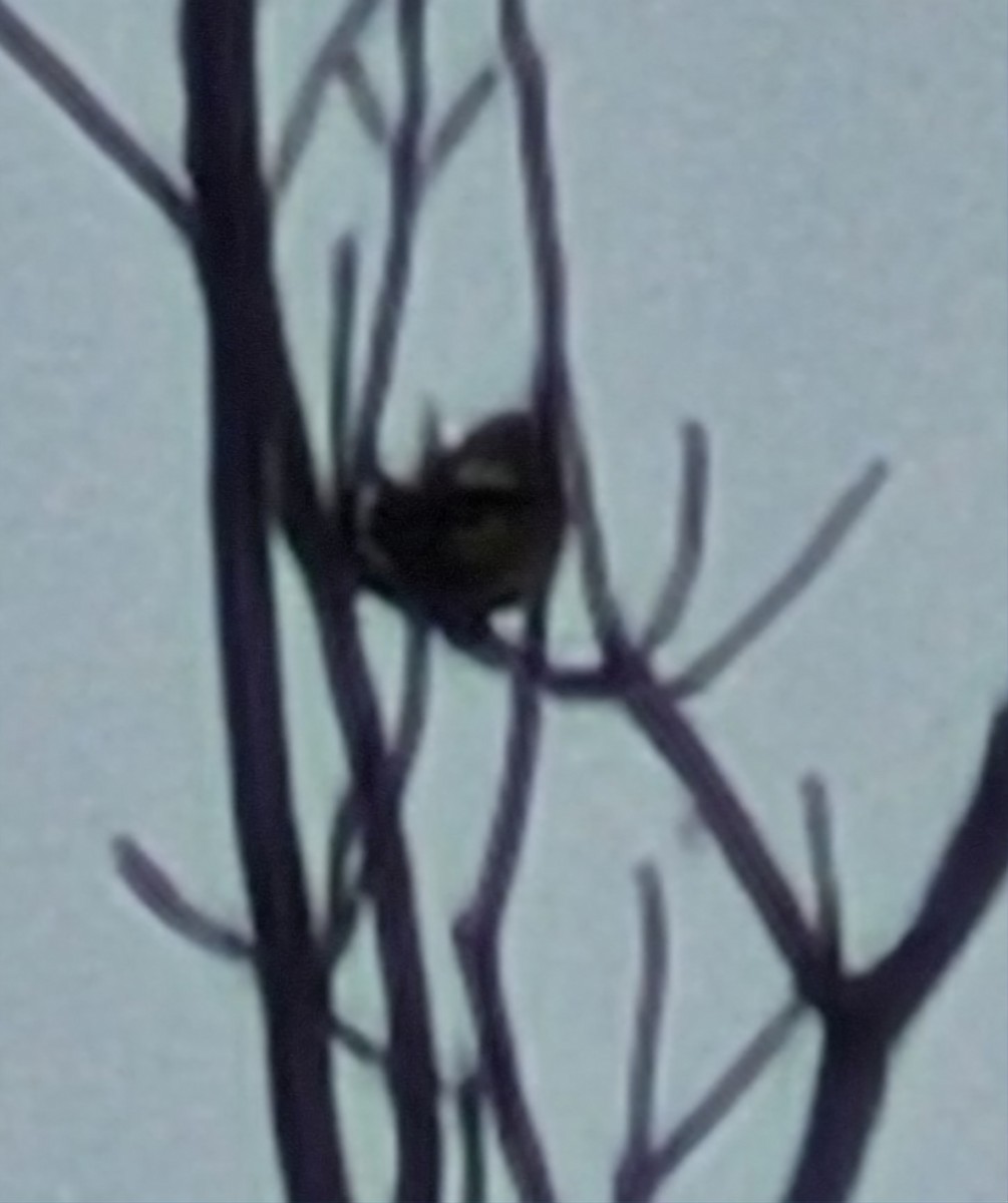 Evening Grosbeak - ML646475499