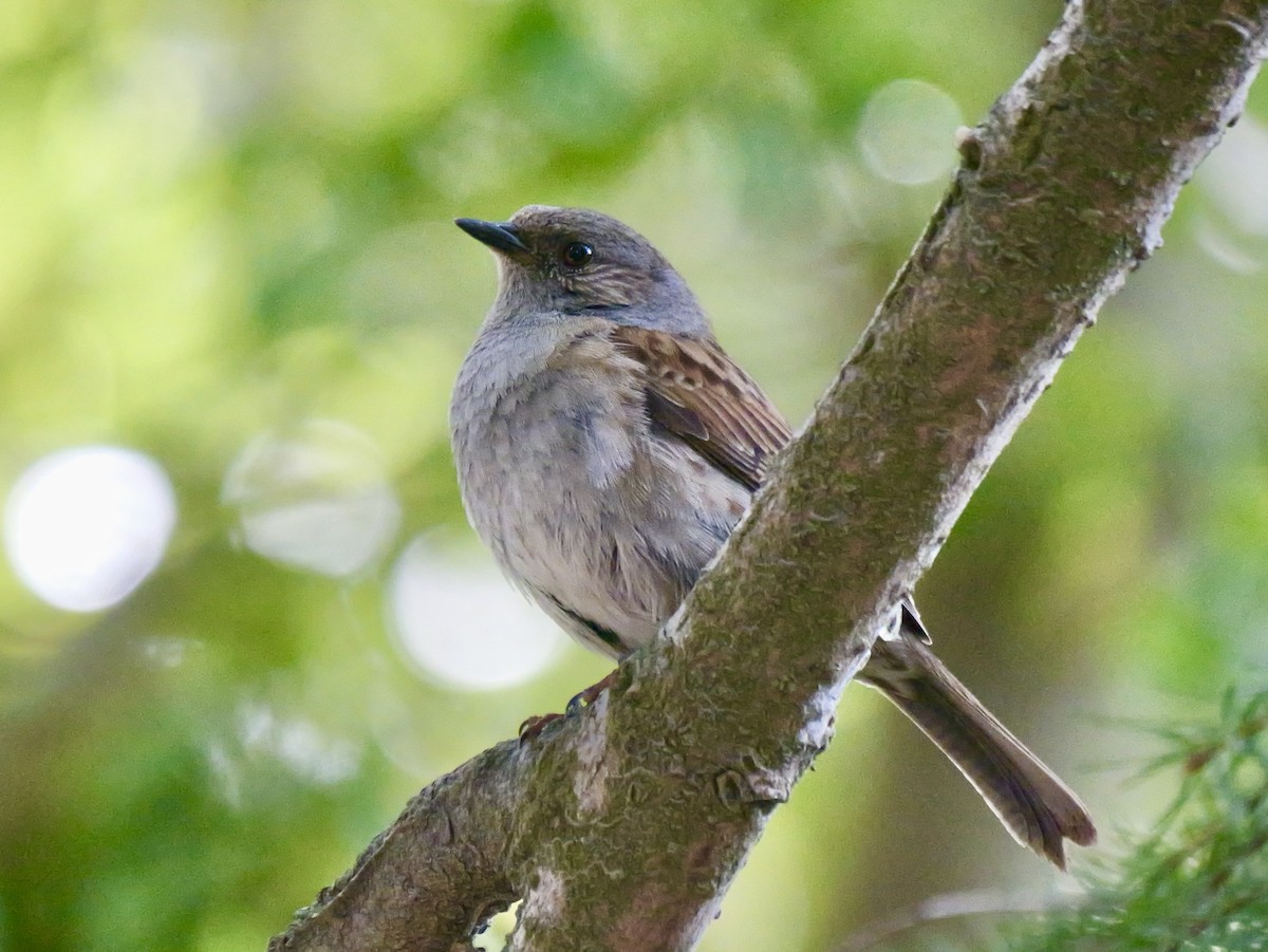 סתרי מצוי - ML646475501