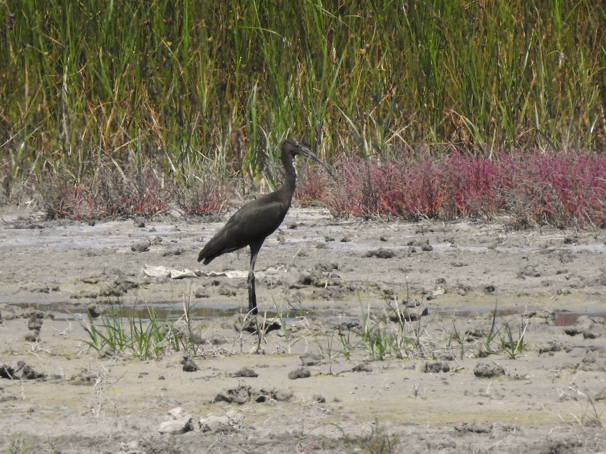 Glossy Ibis - ML646475503