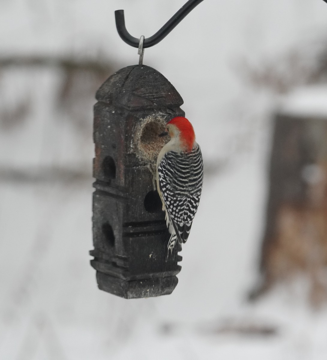 Red-bellied Woodpecker - ML646475505