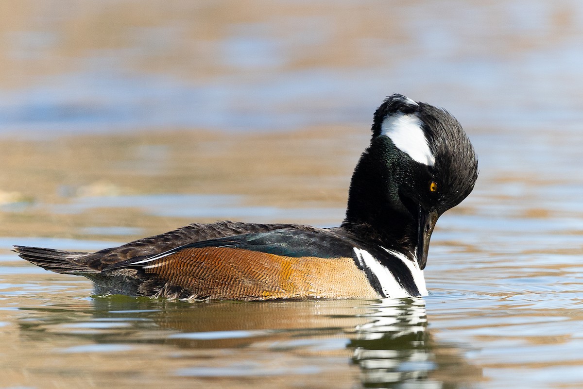 Smergo dal cappuccio - ML646475507