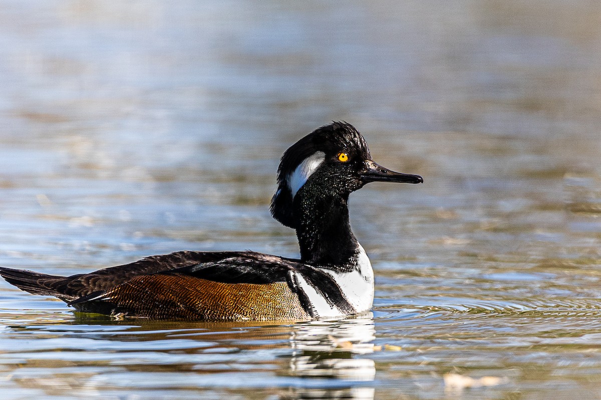 Smergo dal cappuccio - ML646475508