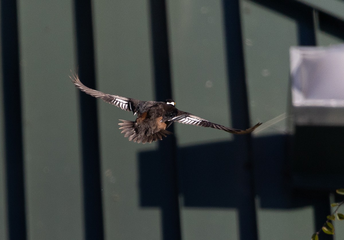 Smergo dal cappuccio - ML646475512