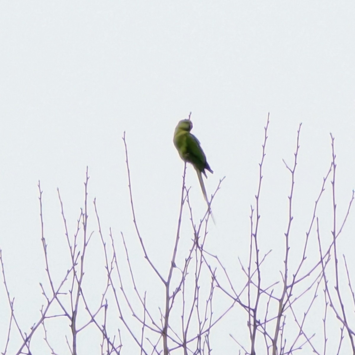 Perruche à collier - ML646475513