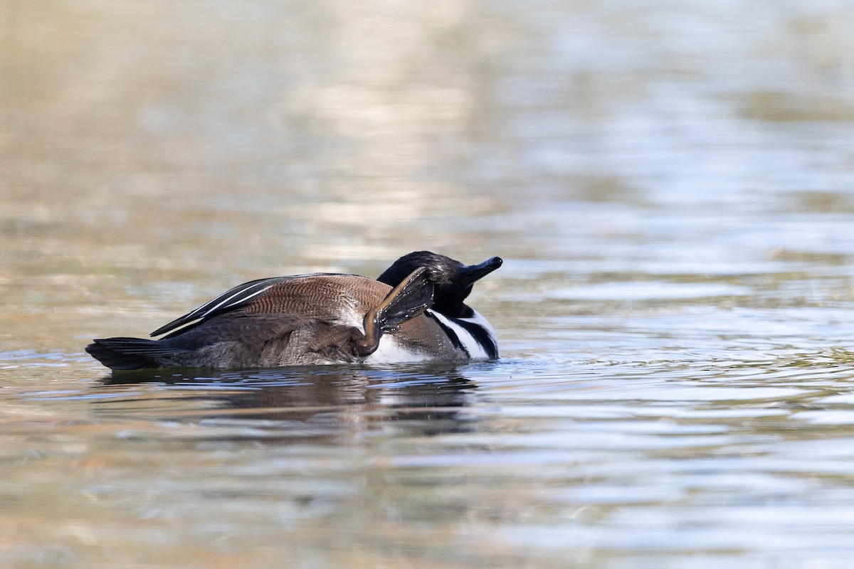 Smergo dal cappuccio - ML646475516