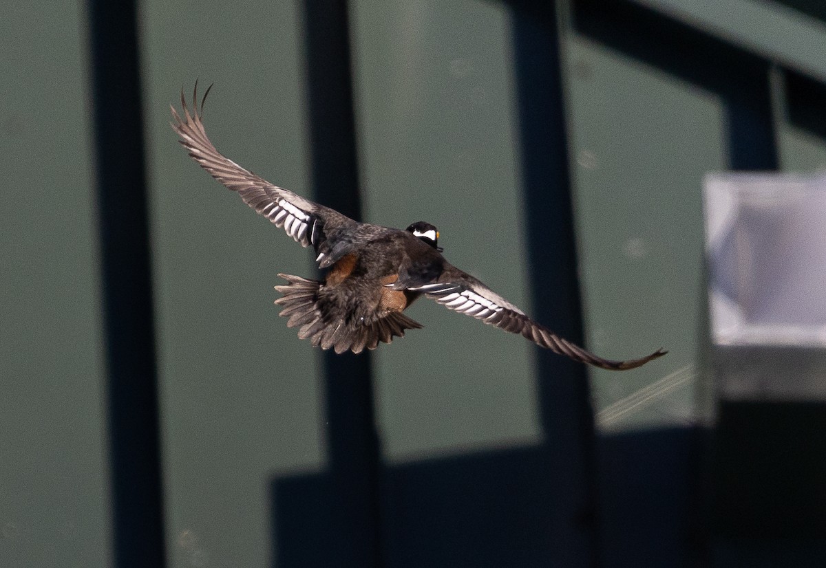 Smergo dal cappuccio - ML646475517