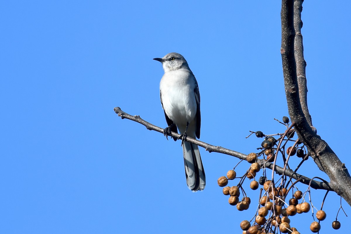 Northern Mockingbird - ML646475520