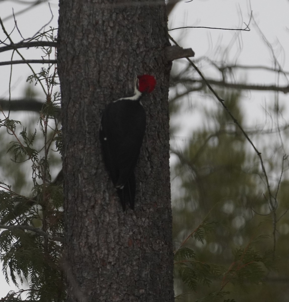 Pileated Woodpecker - ML646475521