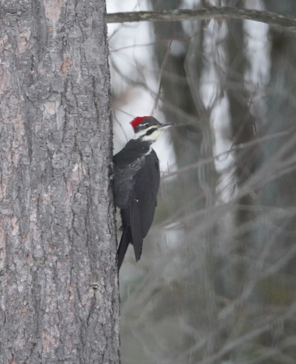 Pileated Woodpecker - ML646475522