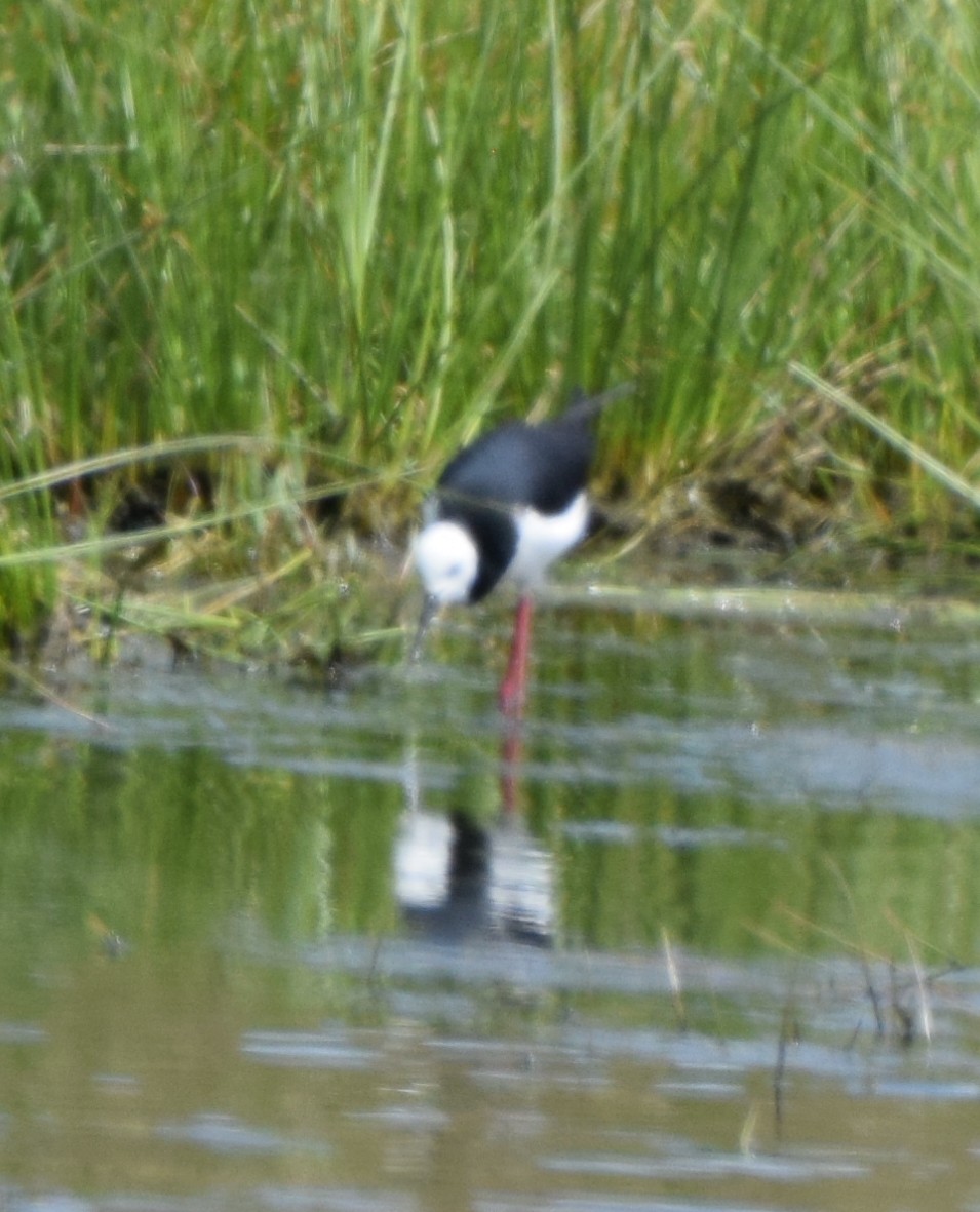 Zankaluze pintoa - ML646475523