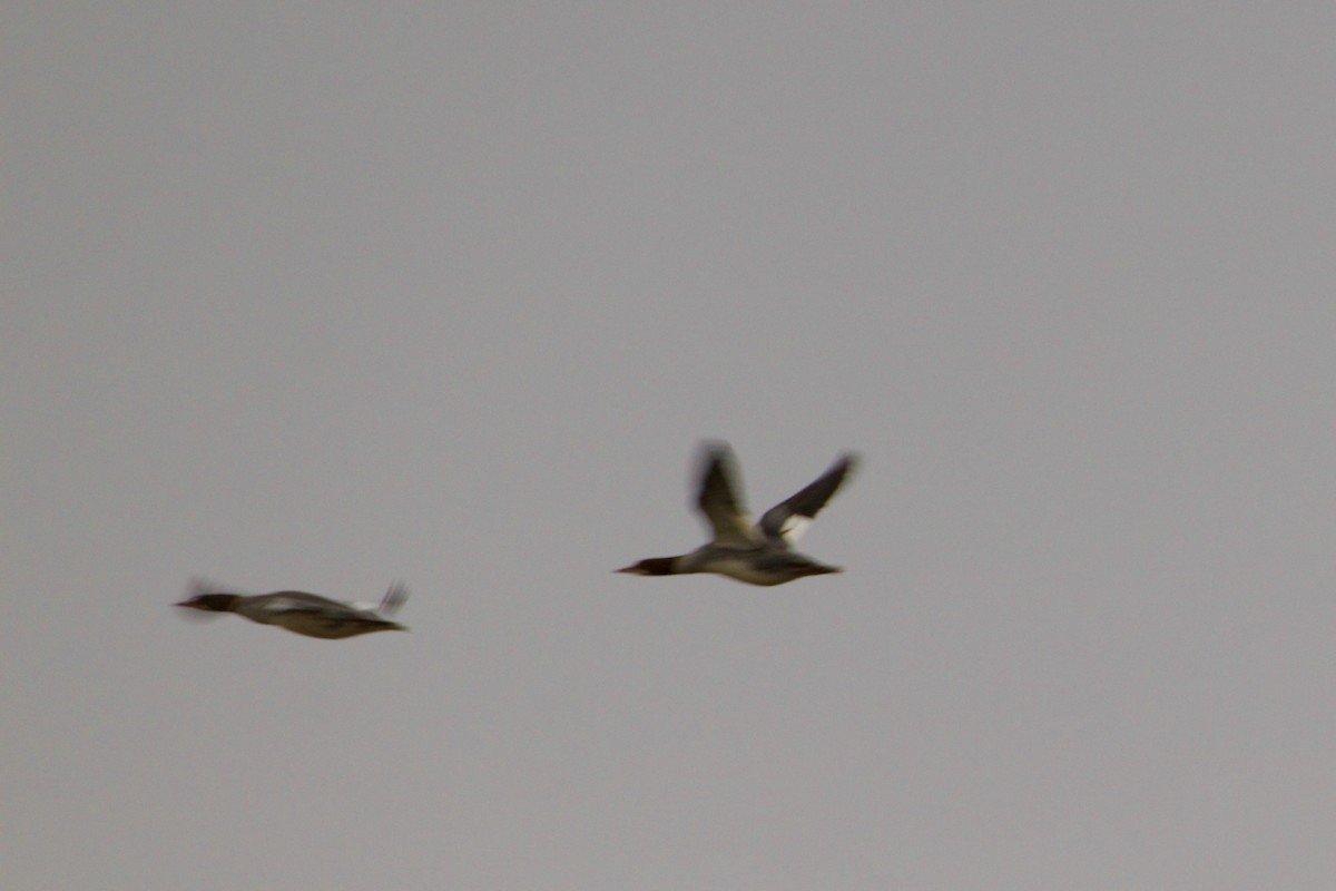 Common Merganser - ML646475524