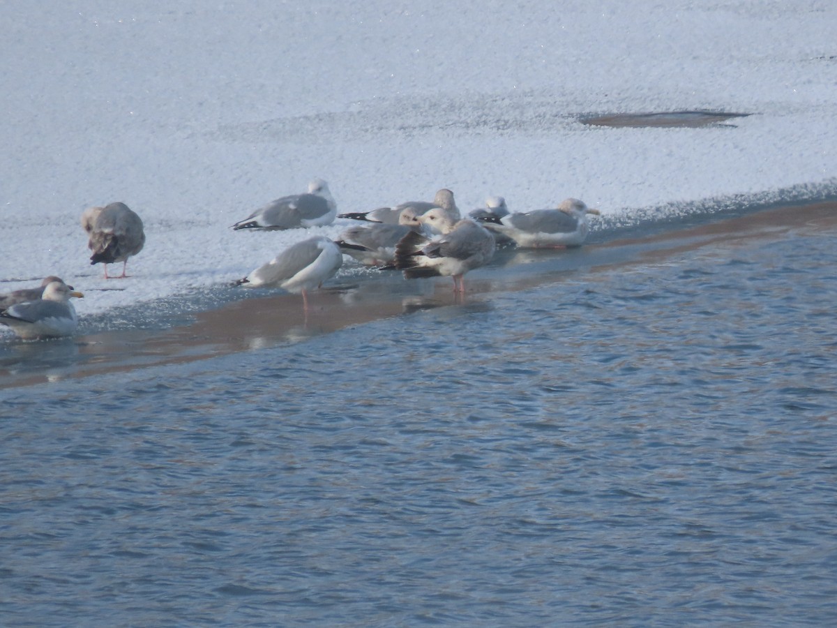 Möwe, unbestimmt - ML646475526