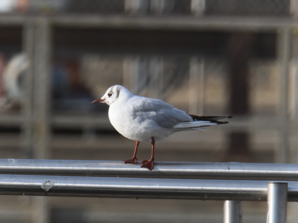 Black-headed Gull - ML646475527