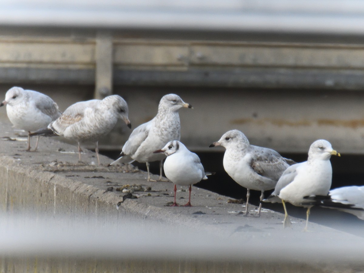 Black-headed Gull - ML646475528