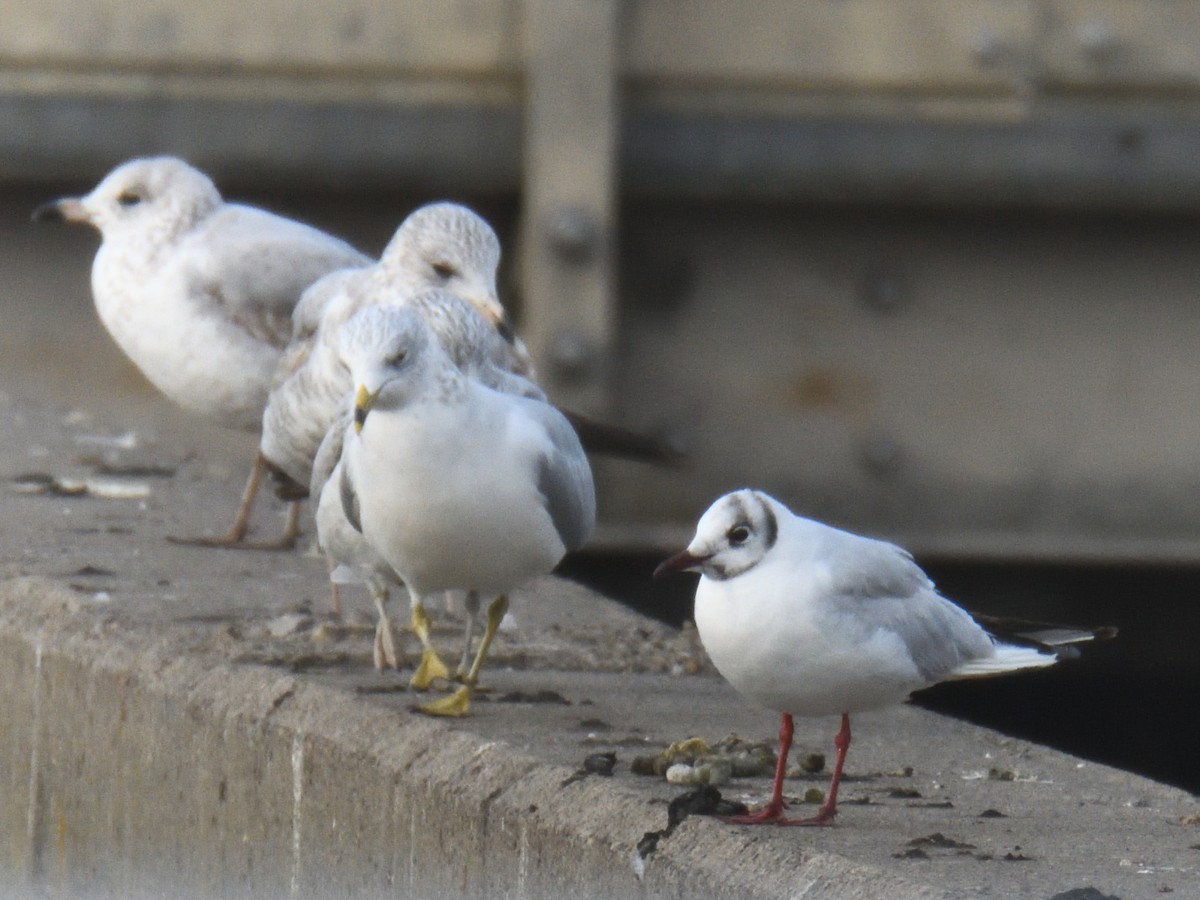 Black-headed Gull - ML646475529
