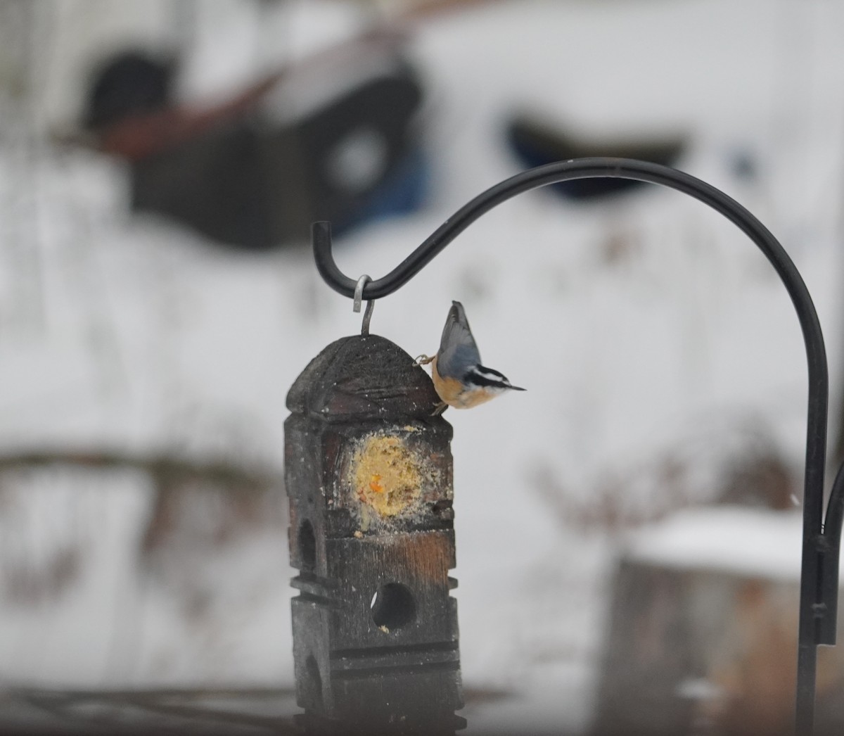 Red-breasted Nuthatch - ML646475534