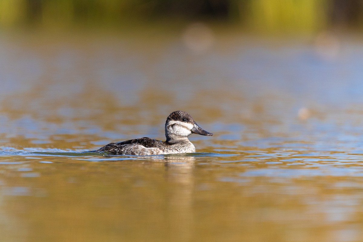 Gobbo della Giamaica - ML646475535