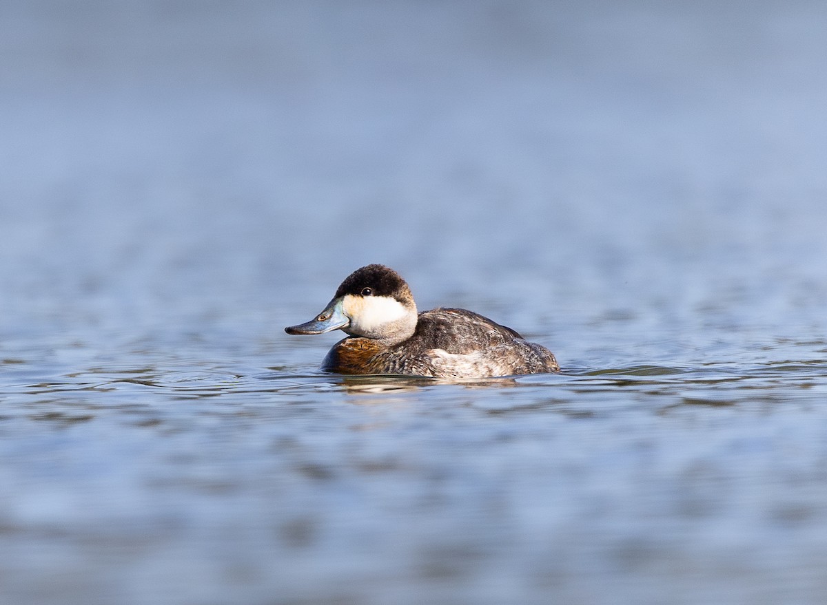 Gobbo della Giamaica - ML646475536