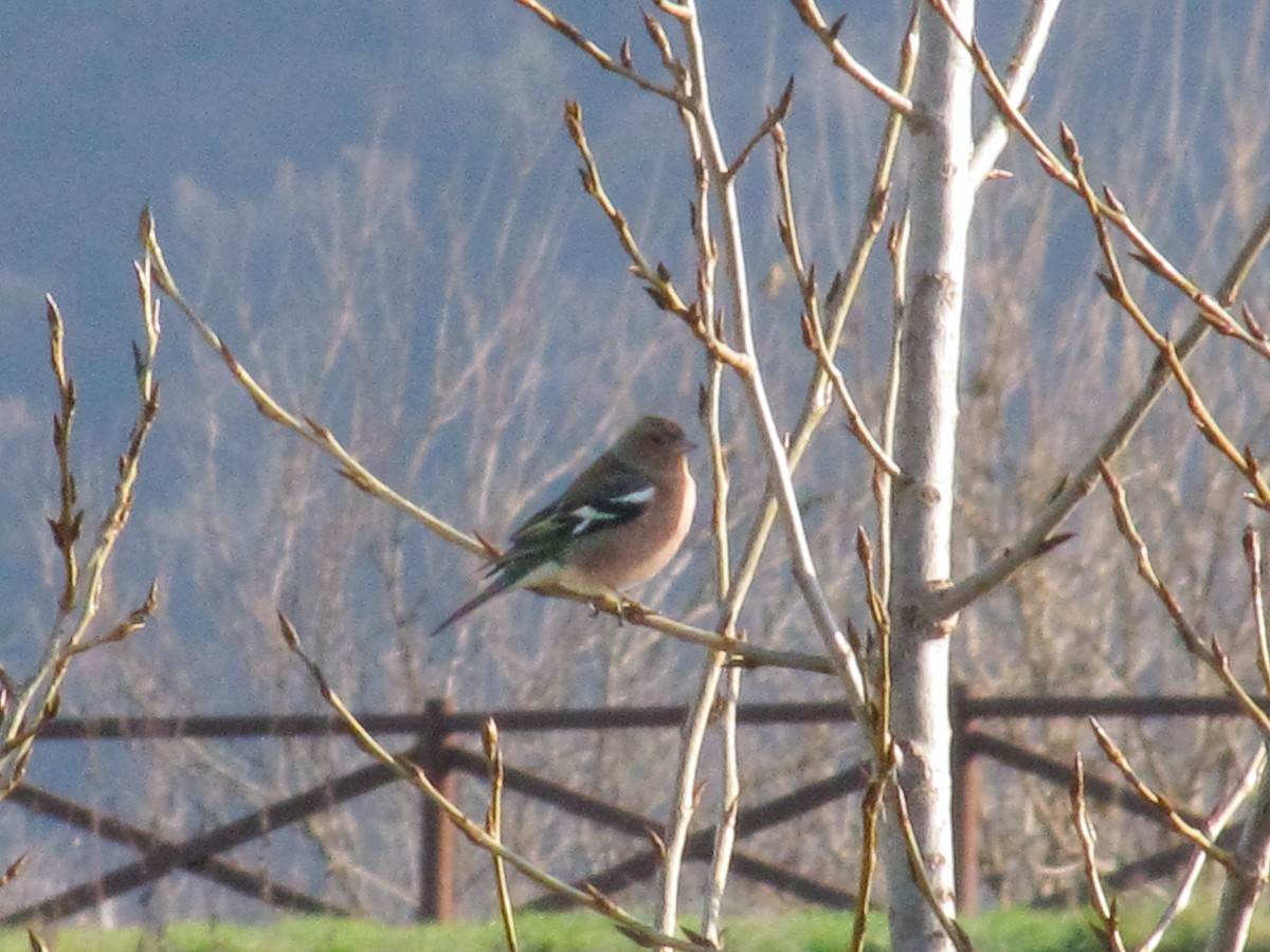 Common Chaffinch - ML646475537