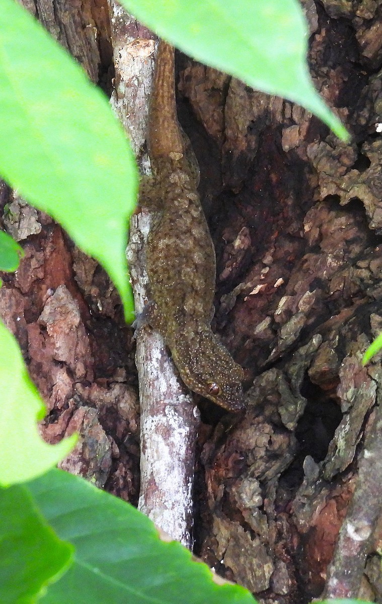 Animals - ML646475539